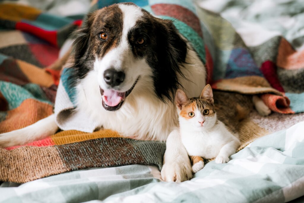 What happens if my tenants want a pet under the Renters’ Rights Act?